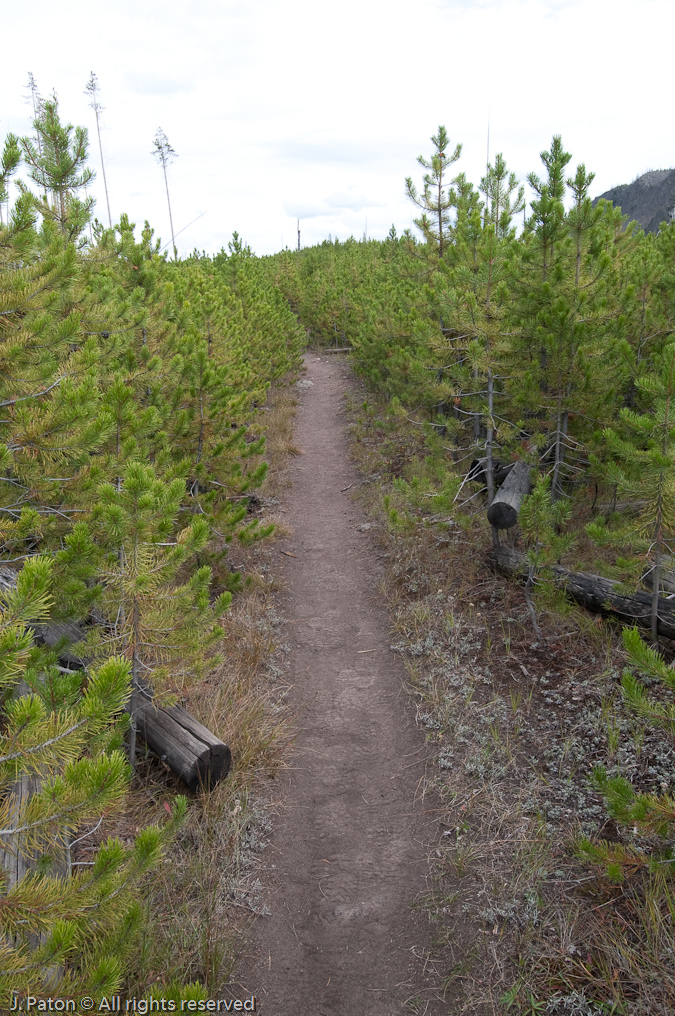 Path Through Trees at Harlequin Lake   Madison Junction Area, Yellowstone National Park, Wyoming