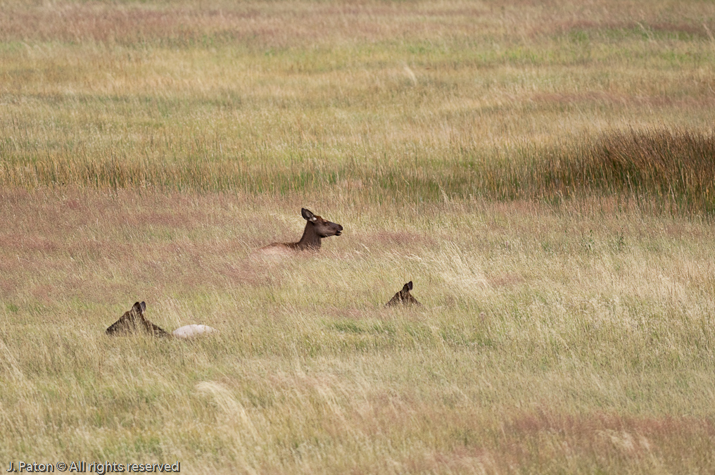    Madison Junction Area, Yellowstone National Park, Wyoming