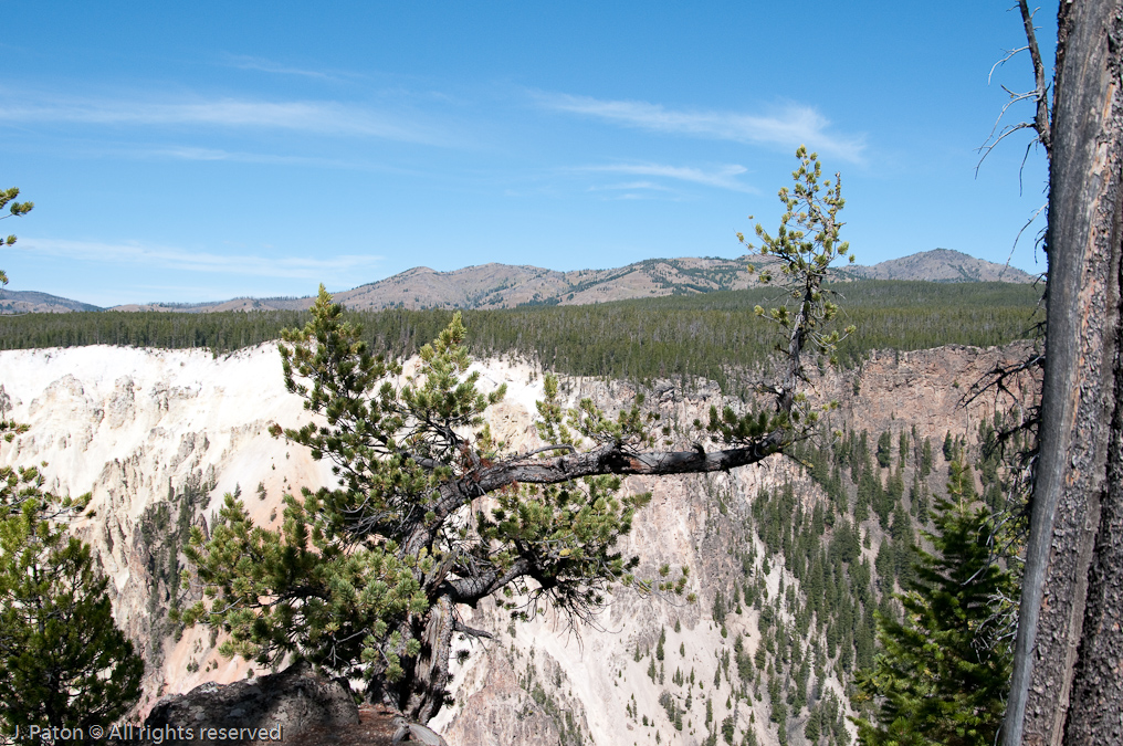    Canyon Area, Yellowstone National Park, Wyoming