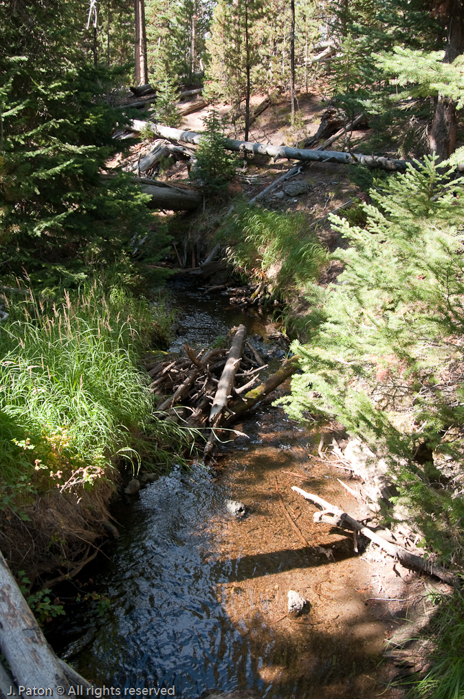 Surface Creek   Ribbon Lake Trail, Canyon Area, Yellowstone National Park, Wyoming