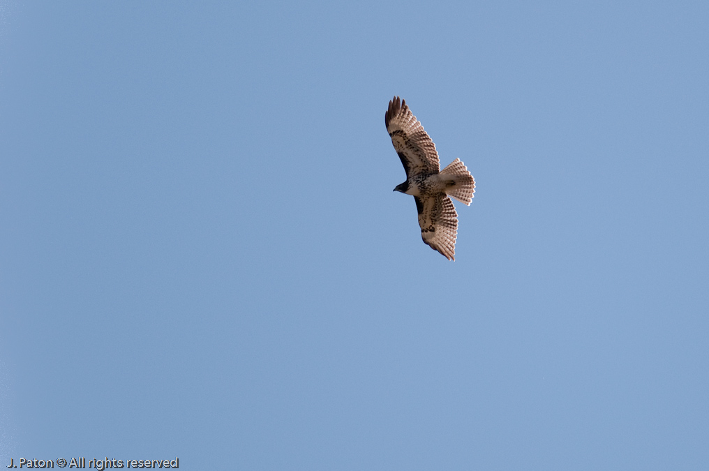 Red-Tailed Hawks   Near Blacktail Deer Plateau, Yellowstone National Park, Wyoming