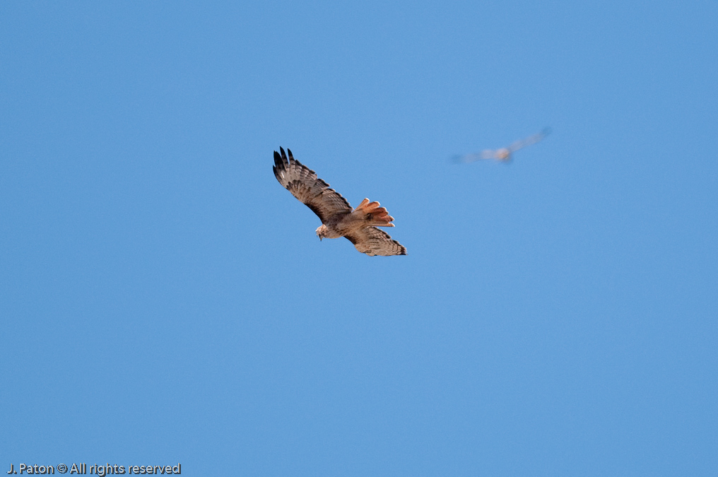 Red-Tailed Hawks   Near Blacktail Deer Plateau, Yellowstone National Park, Wyoming