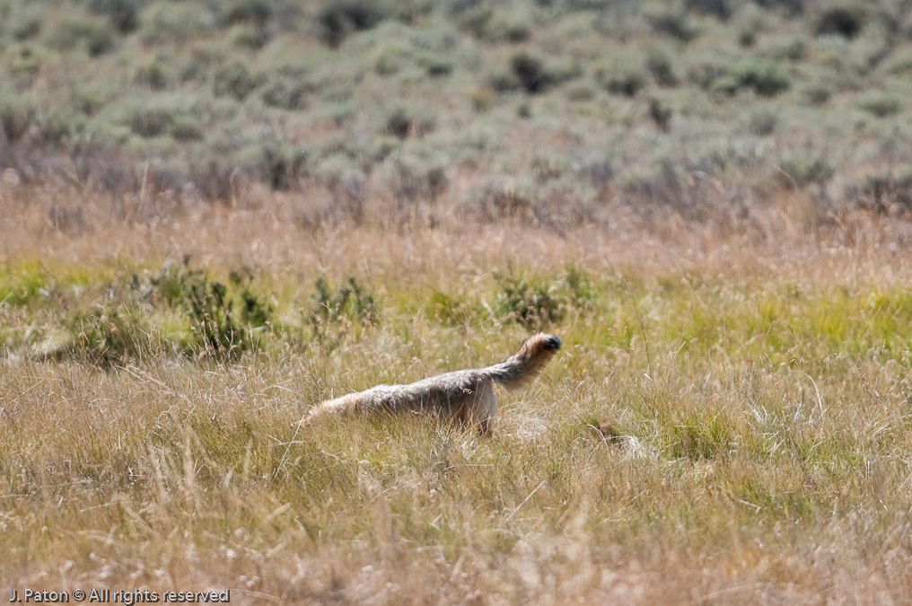 Coyote Pounce   Lamar Valley, Yellowstone National Park, Wyoming