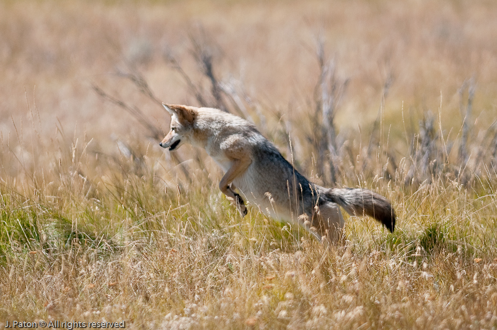 Another Attempt   Lamar Valley, Yellowstone National Park, Wyoming