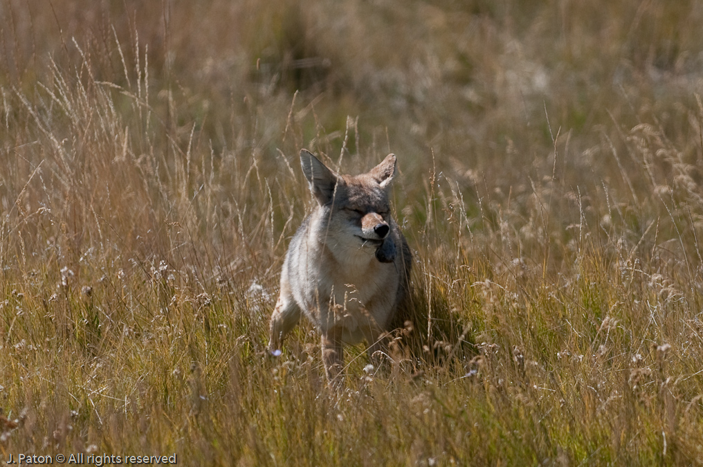 Now What?   Lamar Valley, Yellowstone National Park, Wyoming
