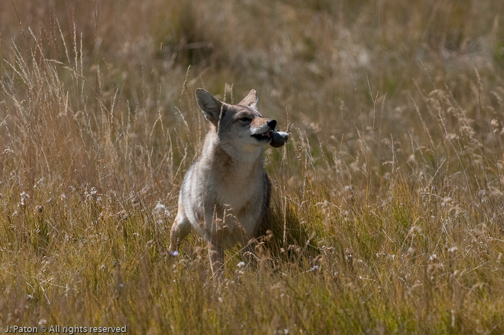    Lamar Valley, Yellowstone National Park, Wyoming
