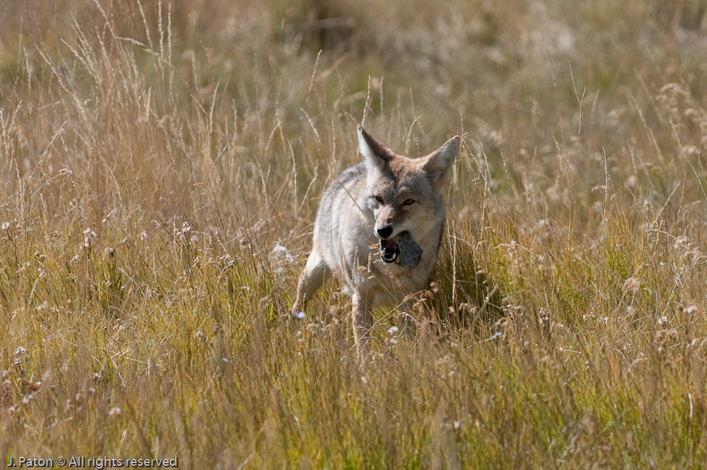 Unlucky Rodent   Lamar Valley, Yellowstone National Park, Wyoming