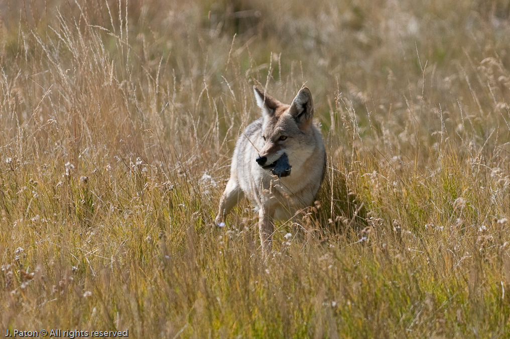 Unluck Rodent   Lamar Valley, Yellowstone National Park, Wyoming