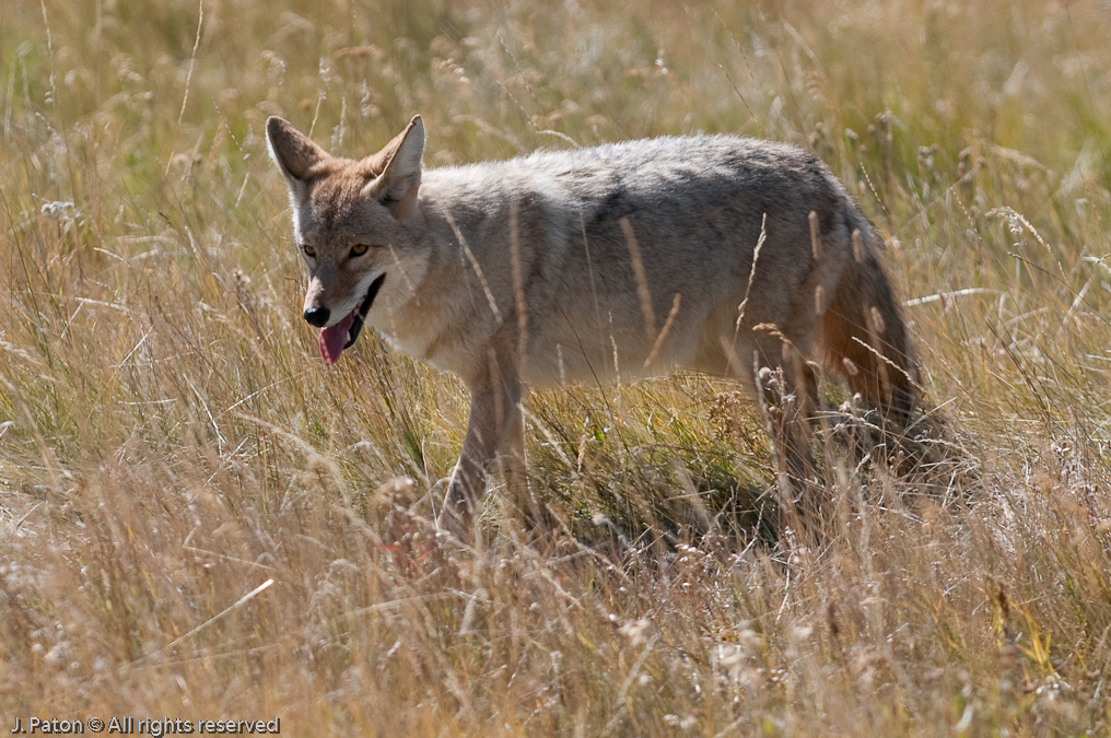 Coyote Closeup After First Rodent of Five Eventually Captured   Lamar Valley, Yellowstone National Park, Wyoming