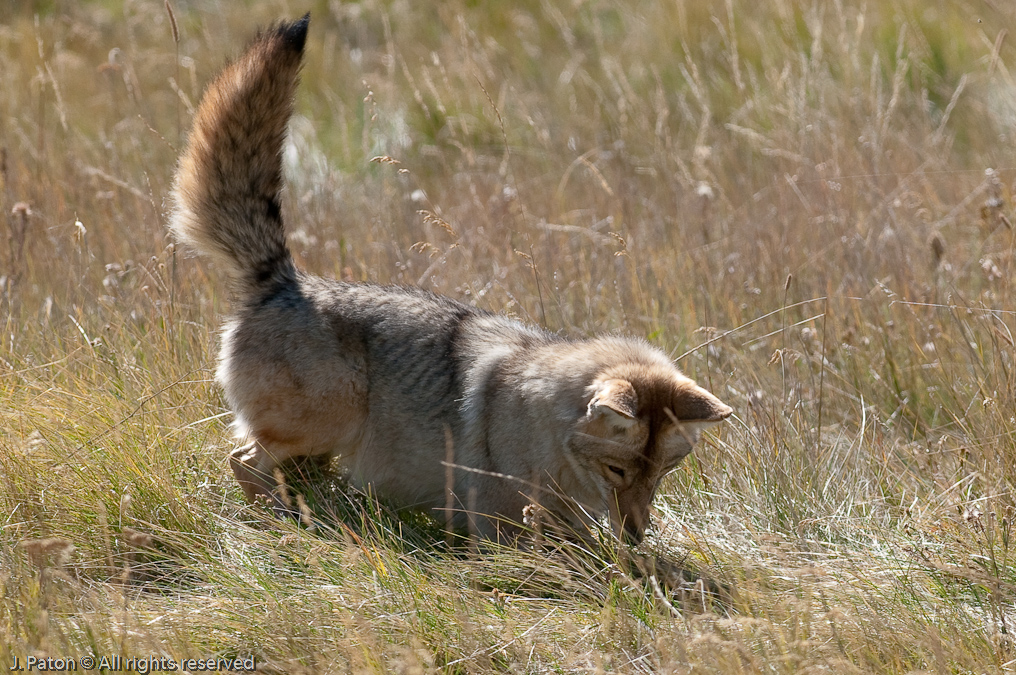 Another Attempt   Lamar Valley, Yellowstone National Park, Wyoming
