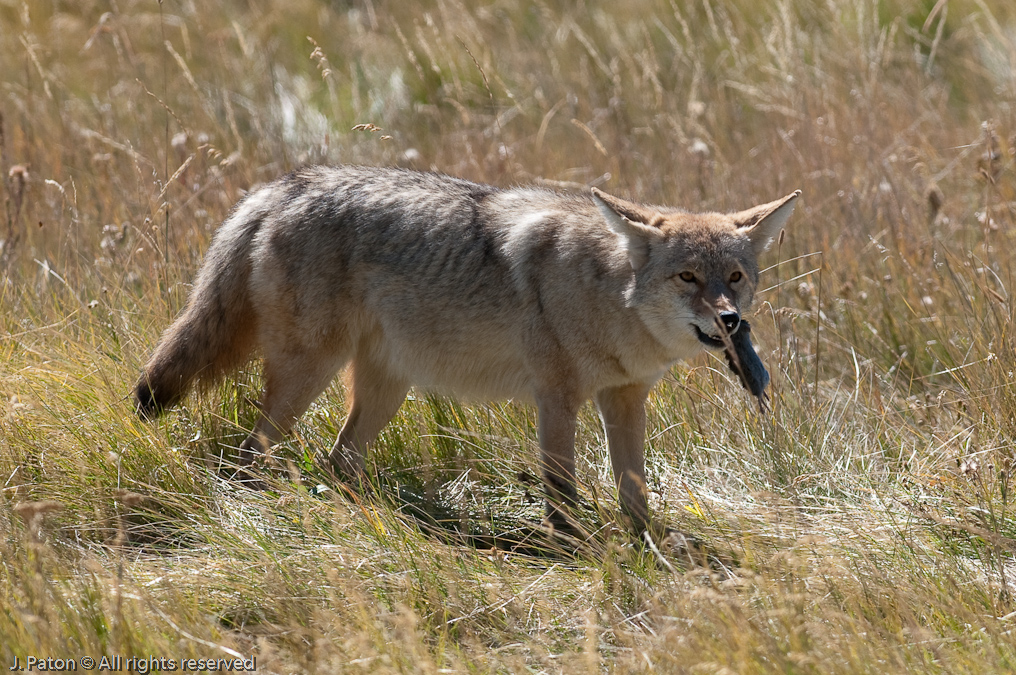 Another Success   Lamar Valley, Yellowstone National Park, Wyoming