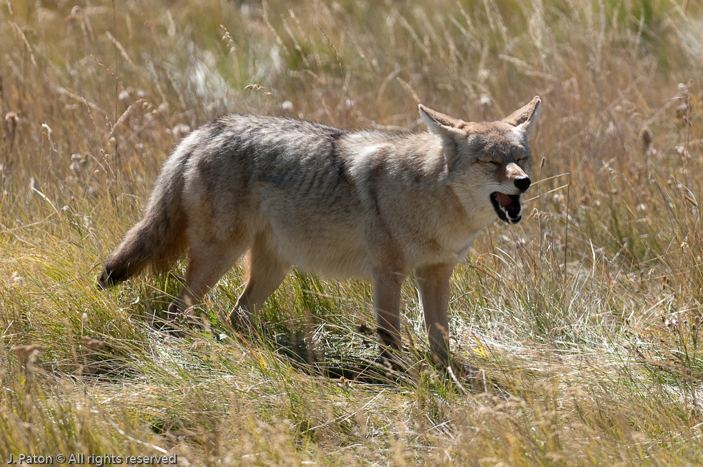 That One Tasted Funny   Lamar Valley, Yellowstone National Park, Wyoming