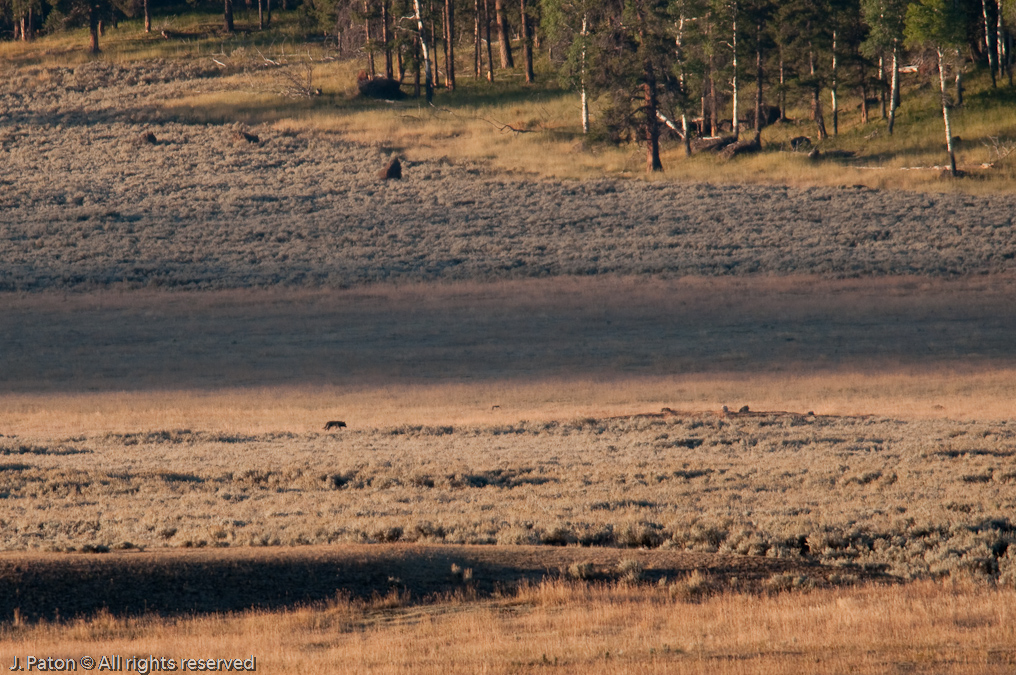 Wolf Pack Meeting Place at Sunrise   Lamar Valley, Yellowstone National Park, Wyoming