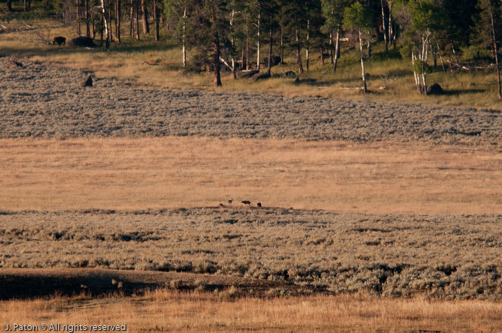 Waiting For More   Lamar Valley, Yellowstone National Park, Wyoming