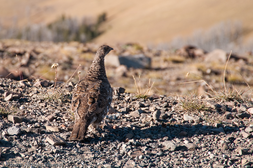 Blue Grouse   Mount Washburn, Yellowstone National Park, Wyoming