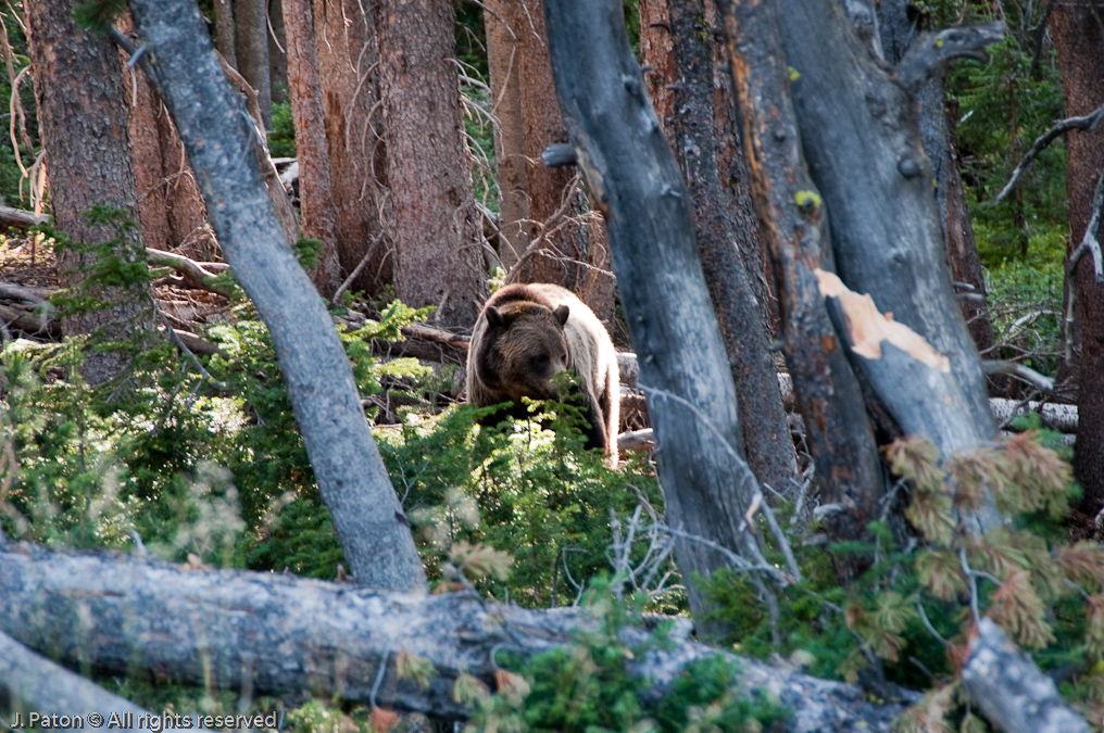 Uninterested Bear (fortunately)   Mount Washburn, Yellowstone National Park, Wyoming