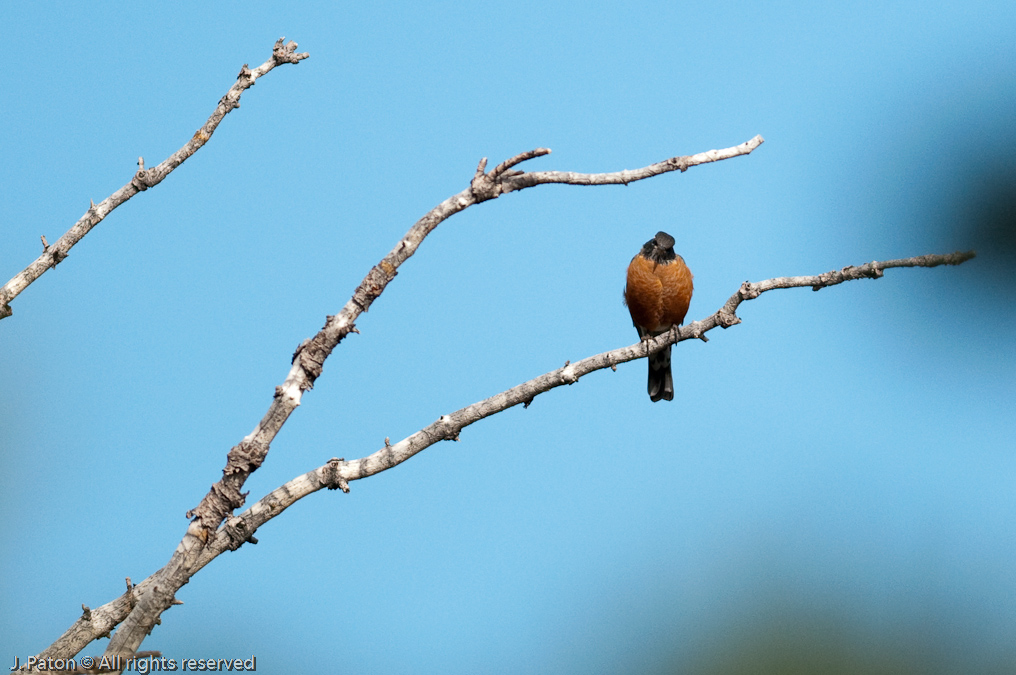    Mount Washburn, Yellowstone National Park, Wyoming
