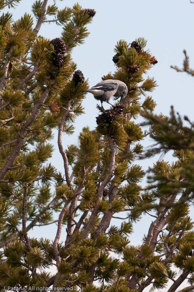 Clarks Nutcracker   Mount Washburn, Yellowstone National Park, Wyoming