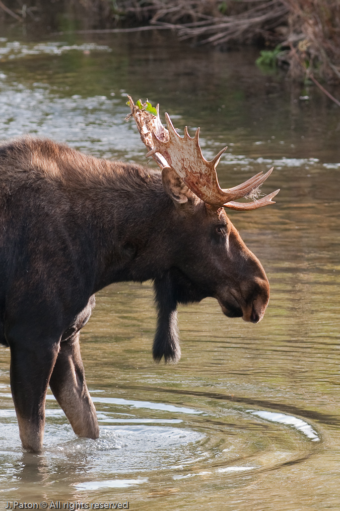 Moose at Moose Junction   Moose Junction. Grand Teton National Park, Wyoming