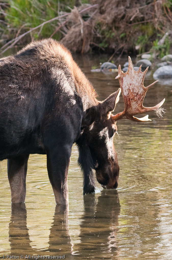 Thirsty Moose   Moose Junction. Grand Teton National Park, Wyoming