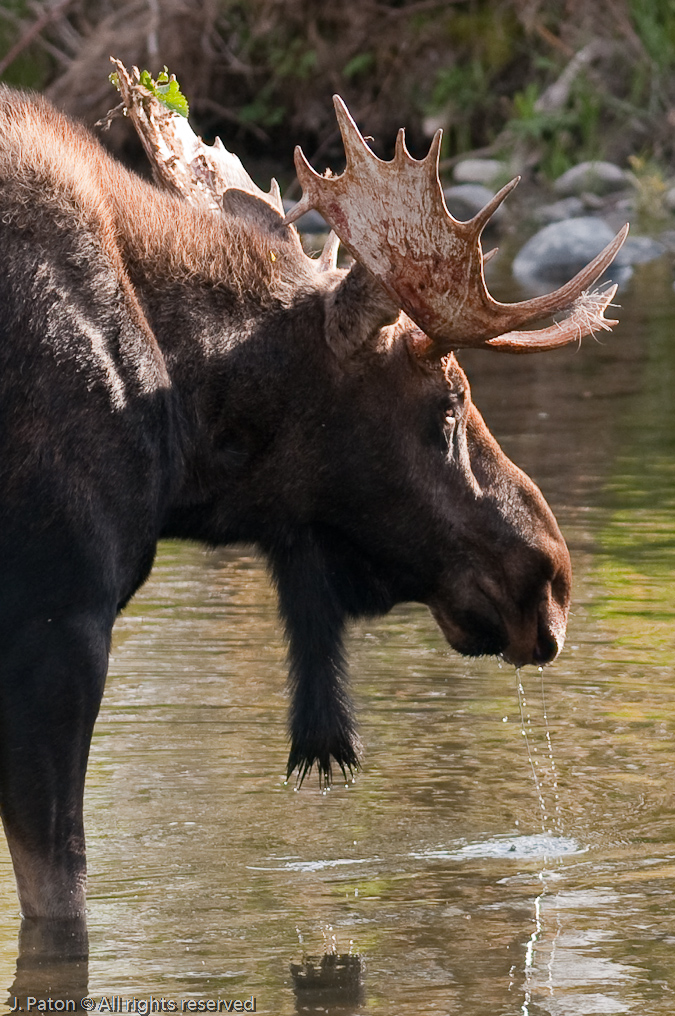 Dribbling Moose   Moose Junction. Grand Teton National Park, Wyoming