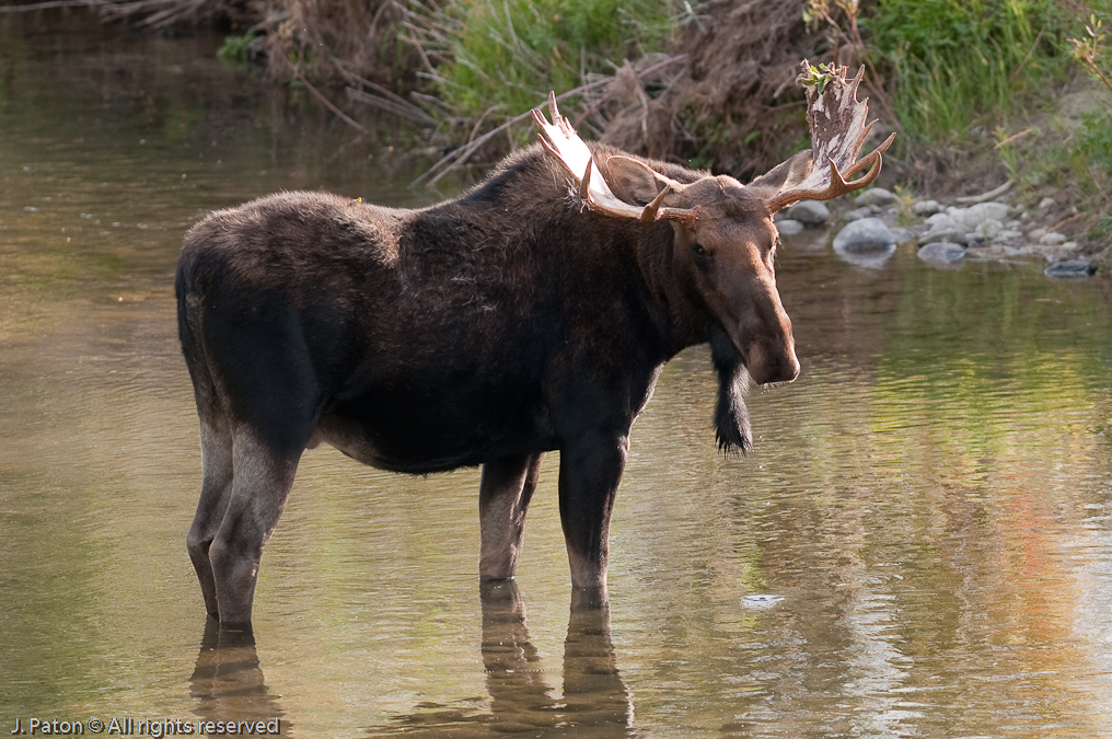 Staring Moose   Moose Junction. Grand Teton National Park, Wyoming