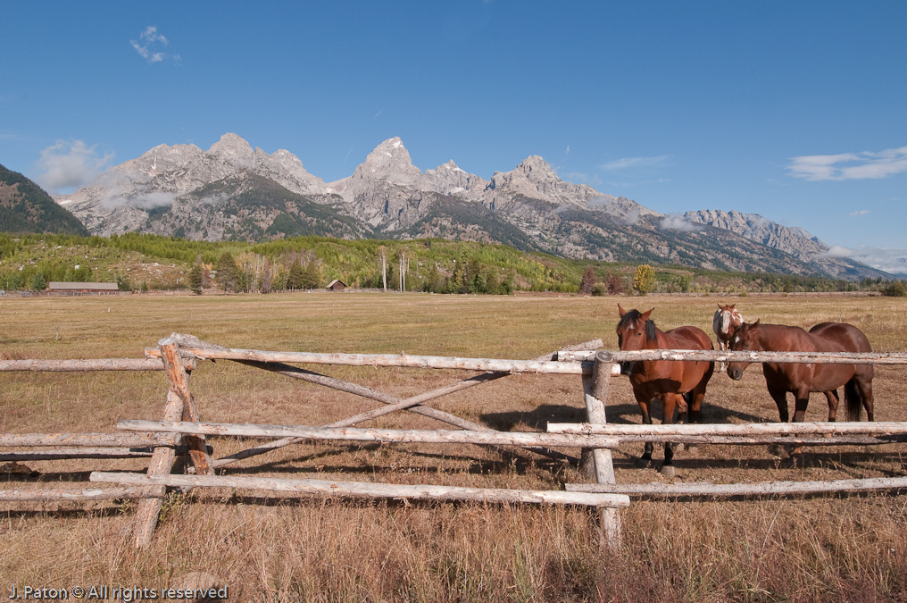 Tetons and Horses   Near Taggart Lake Trailhead, Grand Teton National Park, Wyoming