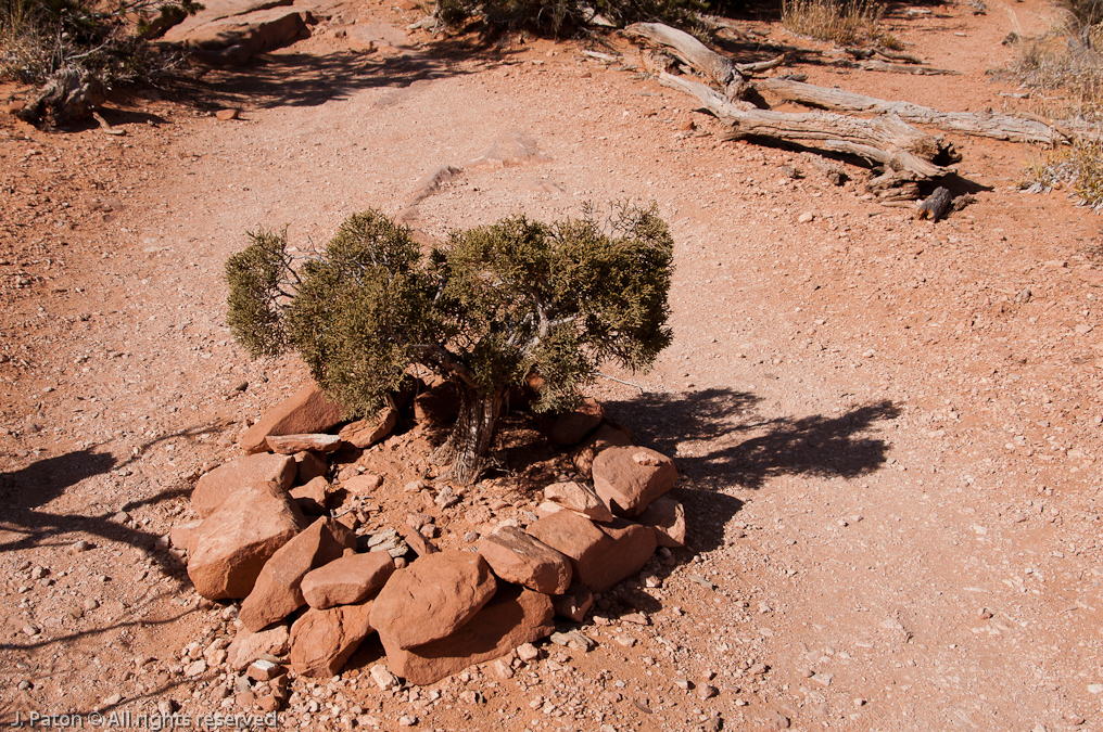 Tree on Trail   Devils Garden Trail, Arches National Park, Utah