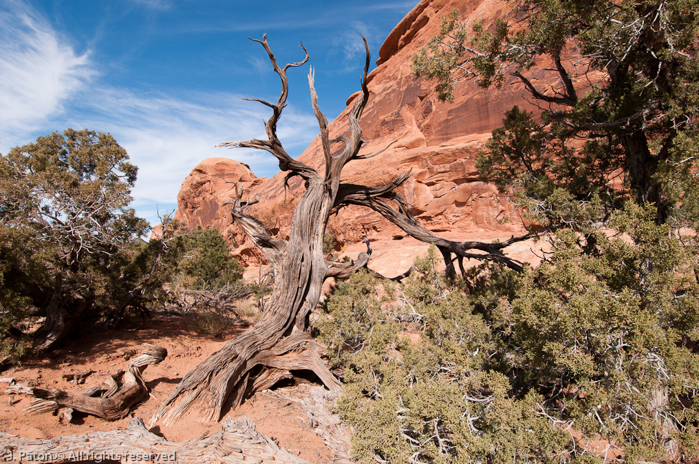    Devils Garden Trail, Arches National Park, Utah