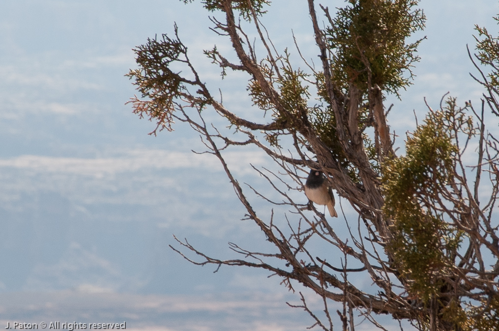    Canyonlands National Park, Utah