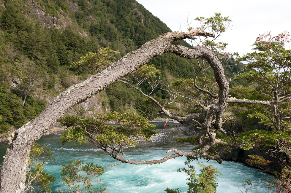 Downstream   Vicente Pérez Rosales National Park, Lake District, Chile