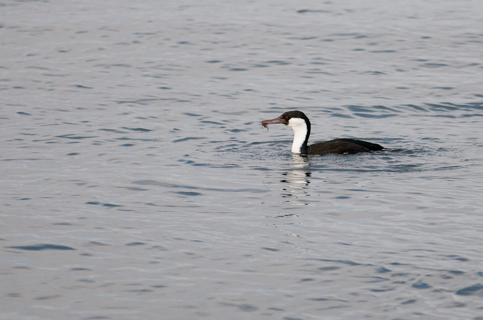 Imperial Cormorant   Chacao Strait, Chile