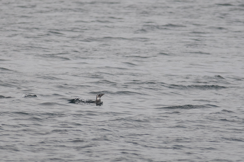 Unknown   Chacao Strait, Chile