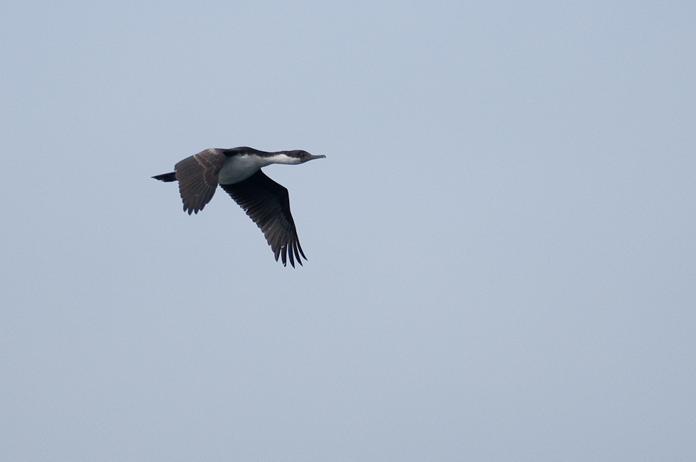 Imperial Cormorant   Chacao Strait, Chile