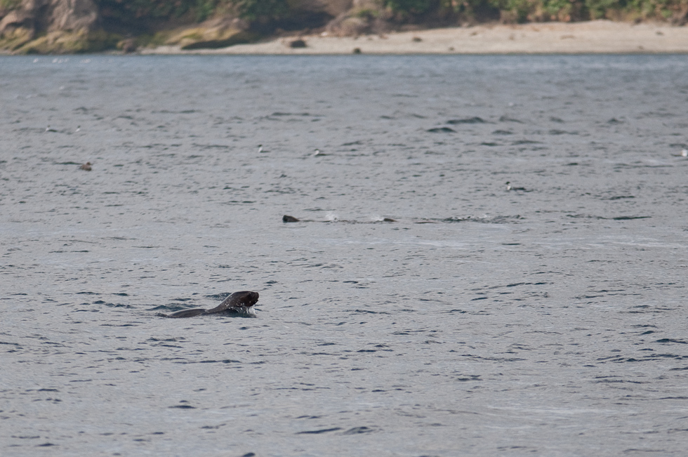 Seal near Chiloé Island   Chacao Strait, Chile