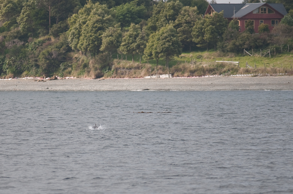 Flightless Steamer Duck   Chacao Strait, Chile