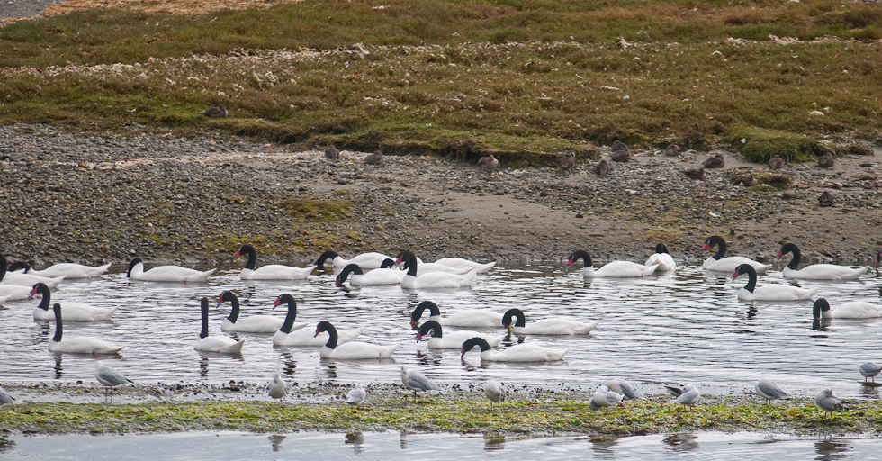 Black-necked Swans   Chiloé Island, Chile