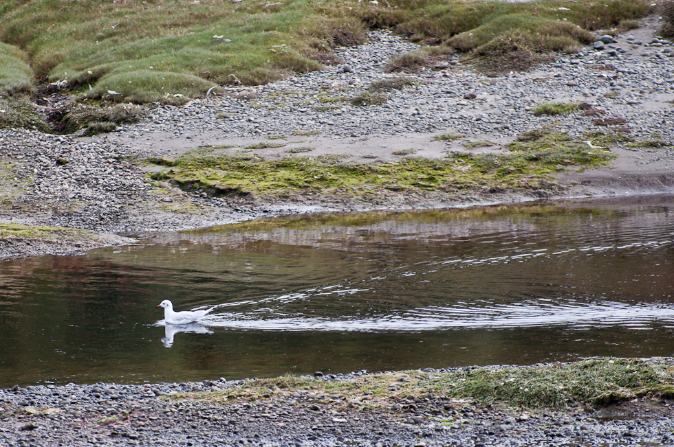 Brown-hooded Gull   Chiloé Island, Chile