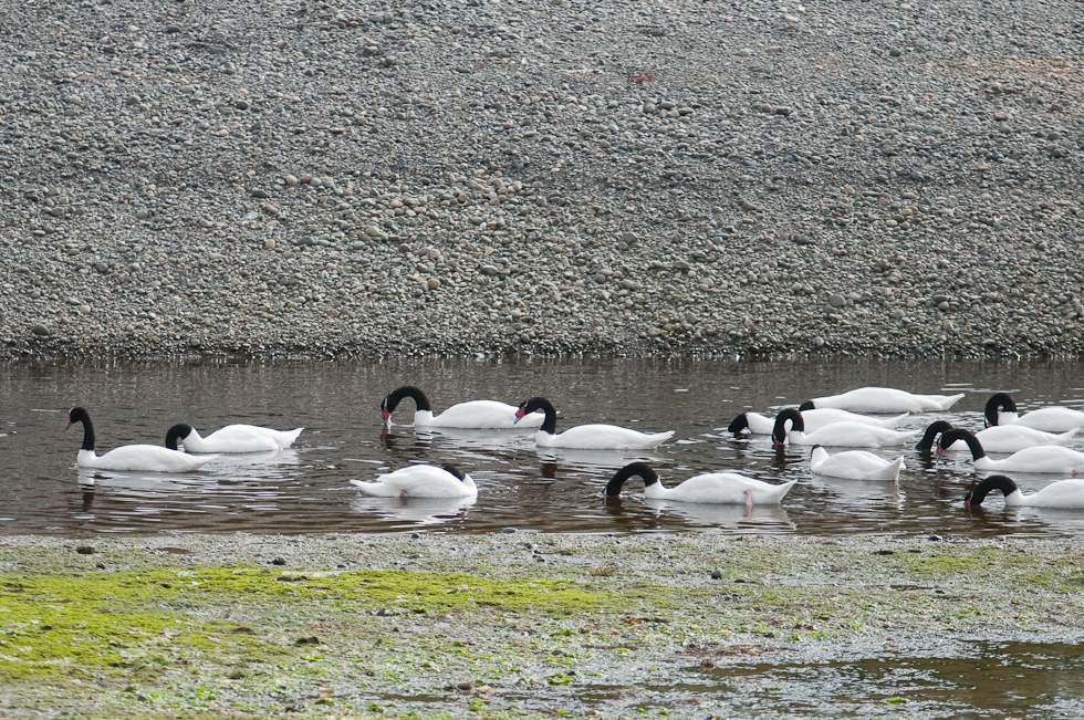 Black-necked Swans   Chiloé Island, Chile