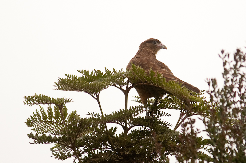 Chimango Caracara Tiuque   Chiloé Island, Chile