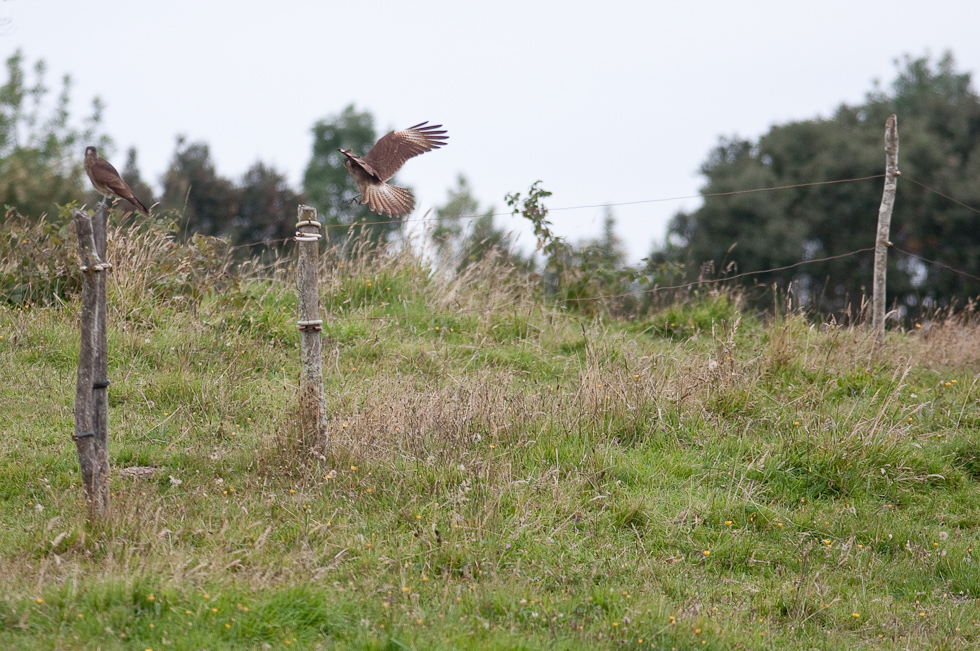 Chimango Caracara Tiuque   Chiloé Island, Chile