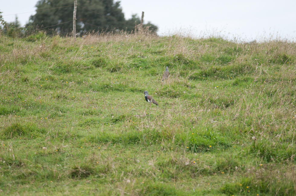 Southern Lapwing   Chiloé Island, Chile