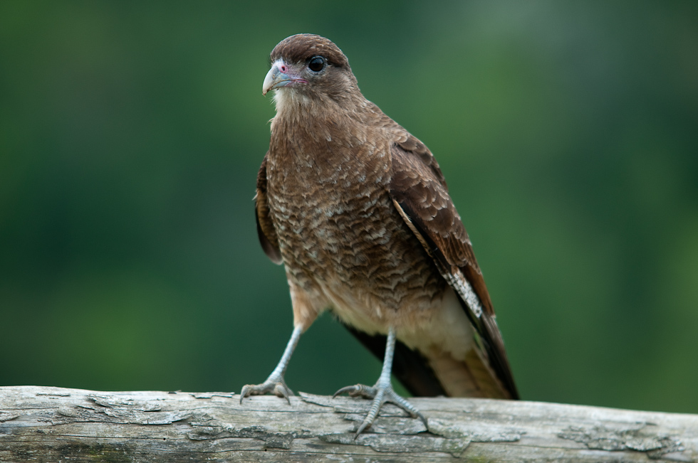 Chimango Caracara Tiuque Through the Van Window   Chiloé Island, Chile