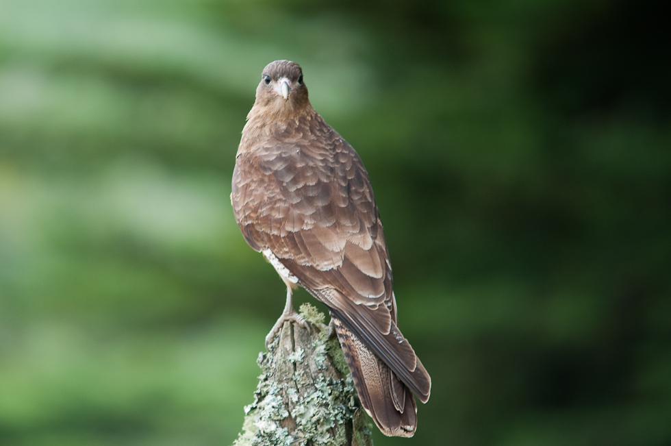 Chimango Caracara Tiuque   Chiloé Island, Chile