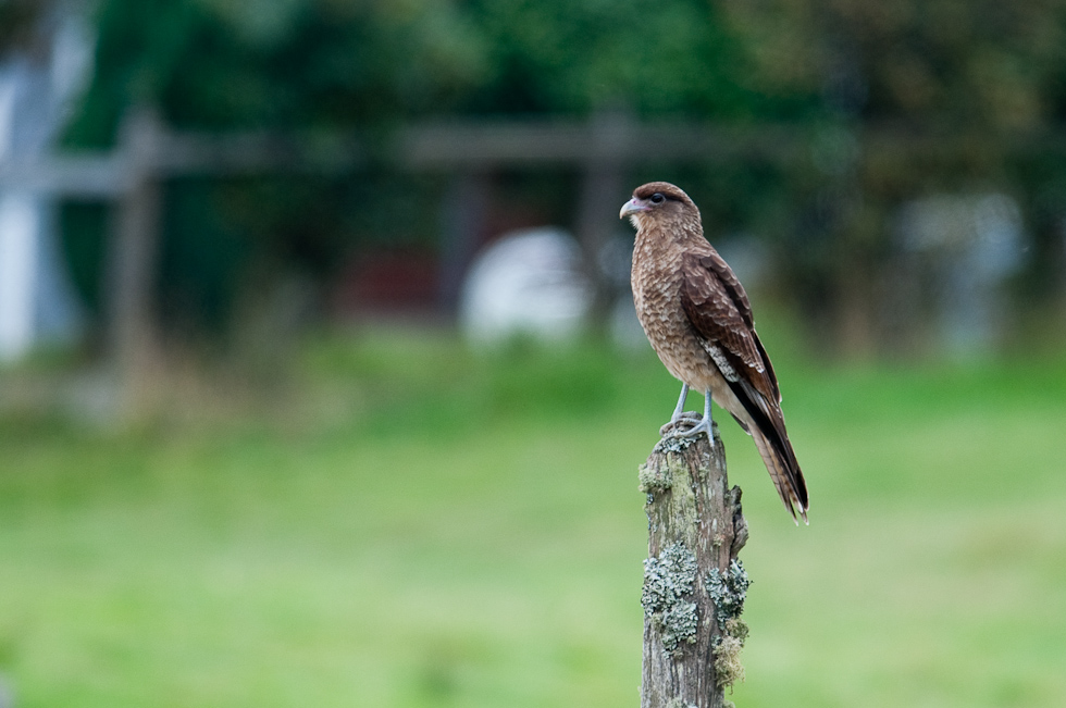 Chimango Caracara Tiuque   Chiloé Island, Chile