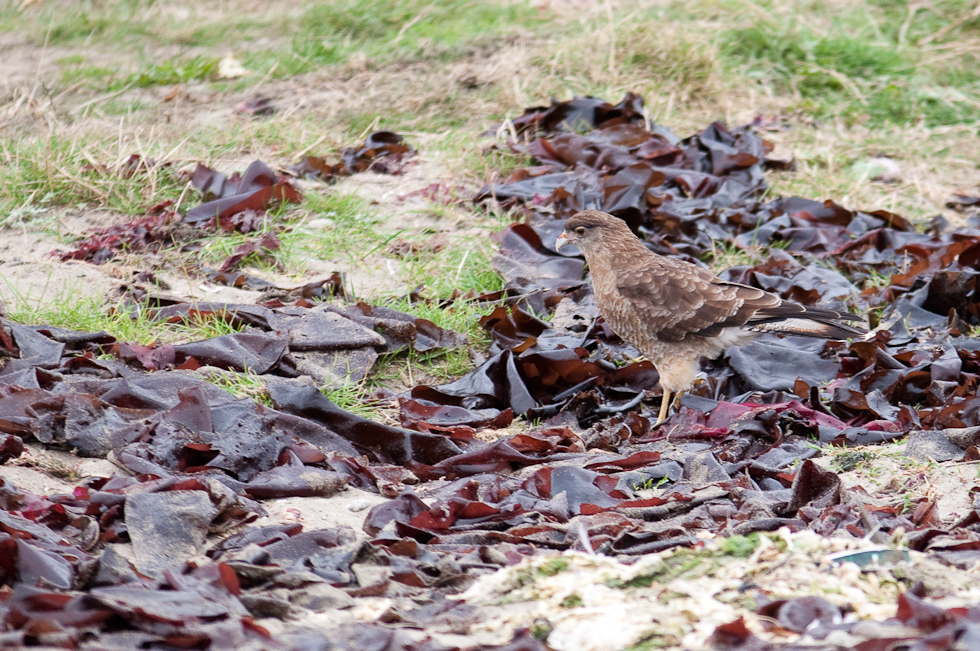 Chimango Caracara Tiuque and seeweed   Chiloé Island, Chile