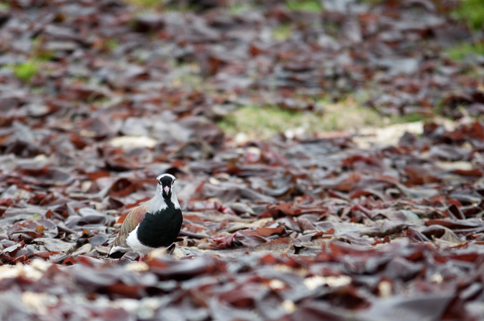 Southern Lapwing and seeweed   Chiloé Island, Chile