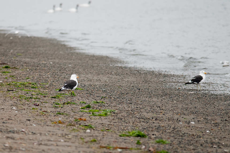 Kelp Gulls   Chiloé Island, Chile