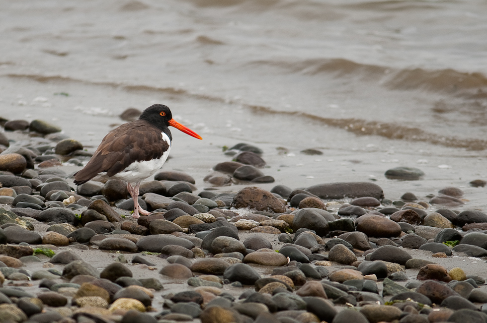 American Oystercatcher   Chiloé Island, Chile