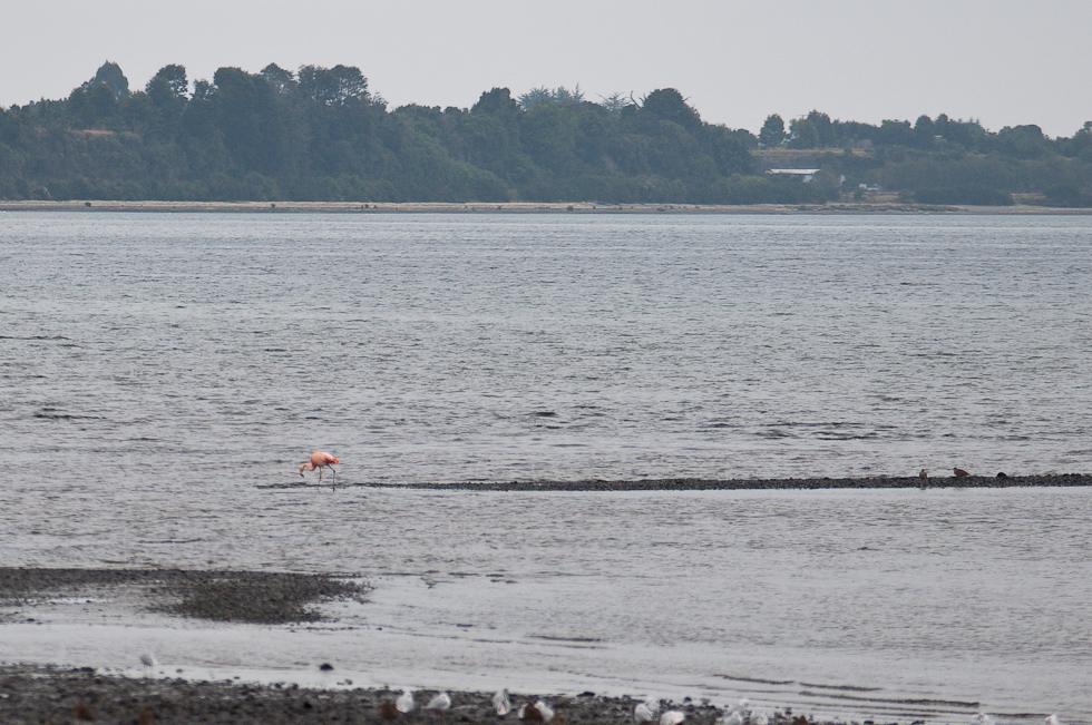 Chilean Flamingo   Chiloé Island, Chile